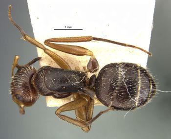 Media type: image;   Entomology 21595 Aspect: habitus dorsal view